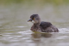 Least Grebe