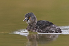 Least Grebe