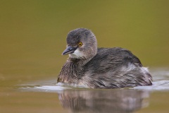 Least Grebe