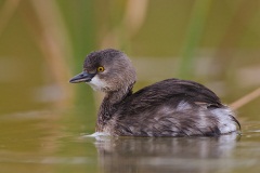 Least Grebe