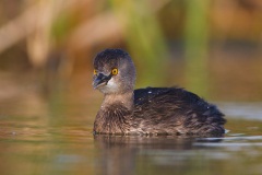 Least Grebe