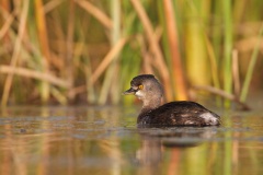 Least Grebe