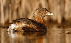 Pied-billed Grebe