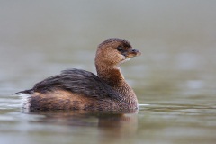 Pied-billed Grebe