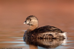 Pied-billed Grebe