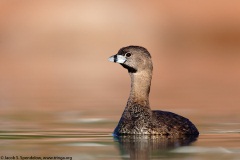 Pied-billed Grebe