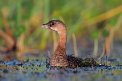 Pied-billed Grebe