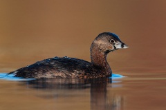 Pied-billed Grebe