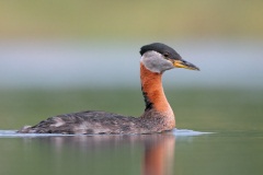 Red-necked Grebe