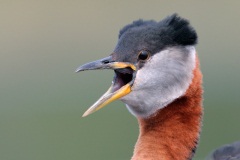 Red-necked Grebe