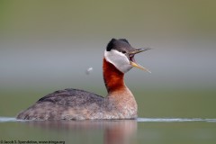 Red-necked Grebe