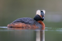 Horned Grebe