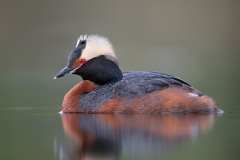 Horned Grebe