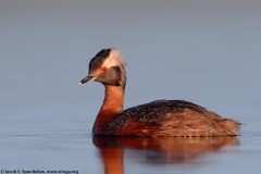 Horned Grebe