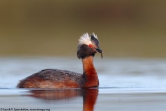 Horned Grebe