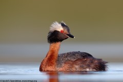 Horned Grebe