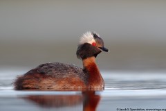 Horned Grebe