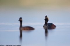 Eared Grebe