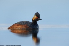 Eared Grebe