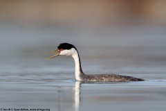 Western Grebe