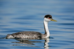 Western Grebe