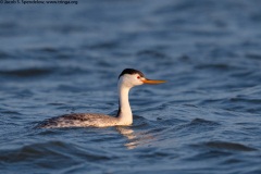 Clark's Grebe