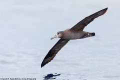 Black-footed Albatross