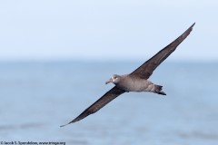 Black-footed Albatross