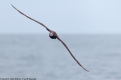 Black-footed Albatross