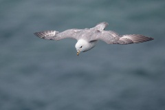 Northern Fulmar