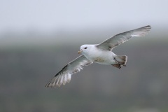 Northern Fulmar