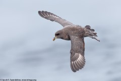 Northern Fulmar