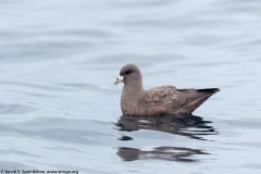 Northern Fulmar