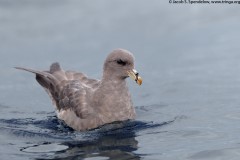 Northern Fulmar