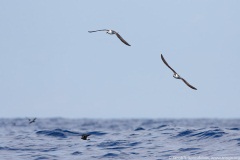 Black-capped Petrel