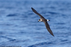 Black-capped Petrel