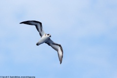 Black-capped Petrel