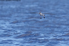 Black-capped Petrel