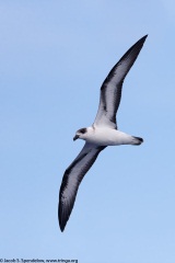 Black-capped Petrel