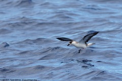 Black-capped Petrel