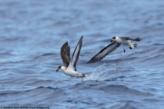 Black-capped Petrel