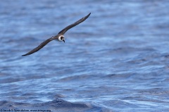 Black-capped Petrel