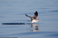 Cory's Shearwater