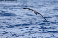 Cory's Shearwater
