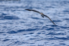 Cory's Shearwater