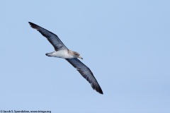 Cory's Shearwater