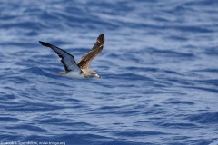 Cory's Shearwater