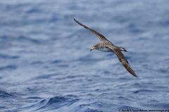 Cory's Shearwater