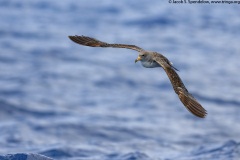 Cory's Shearwater