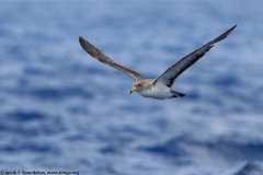 Cory's Shearwater